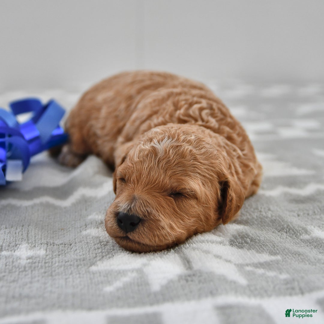 Mini Goldendoodle dogs for sale: Charlie - Ad 2
