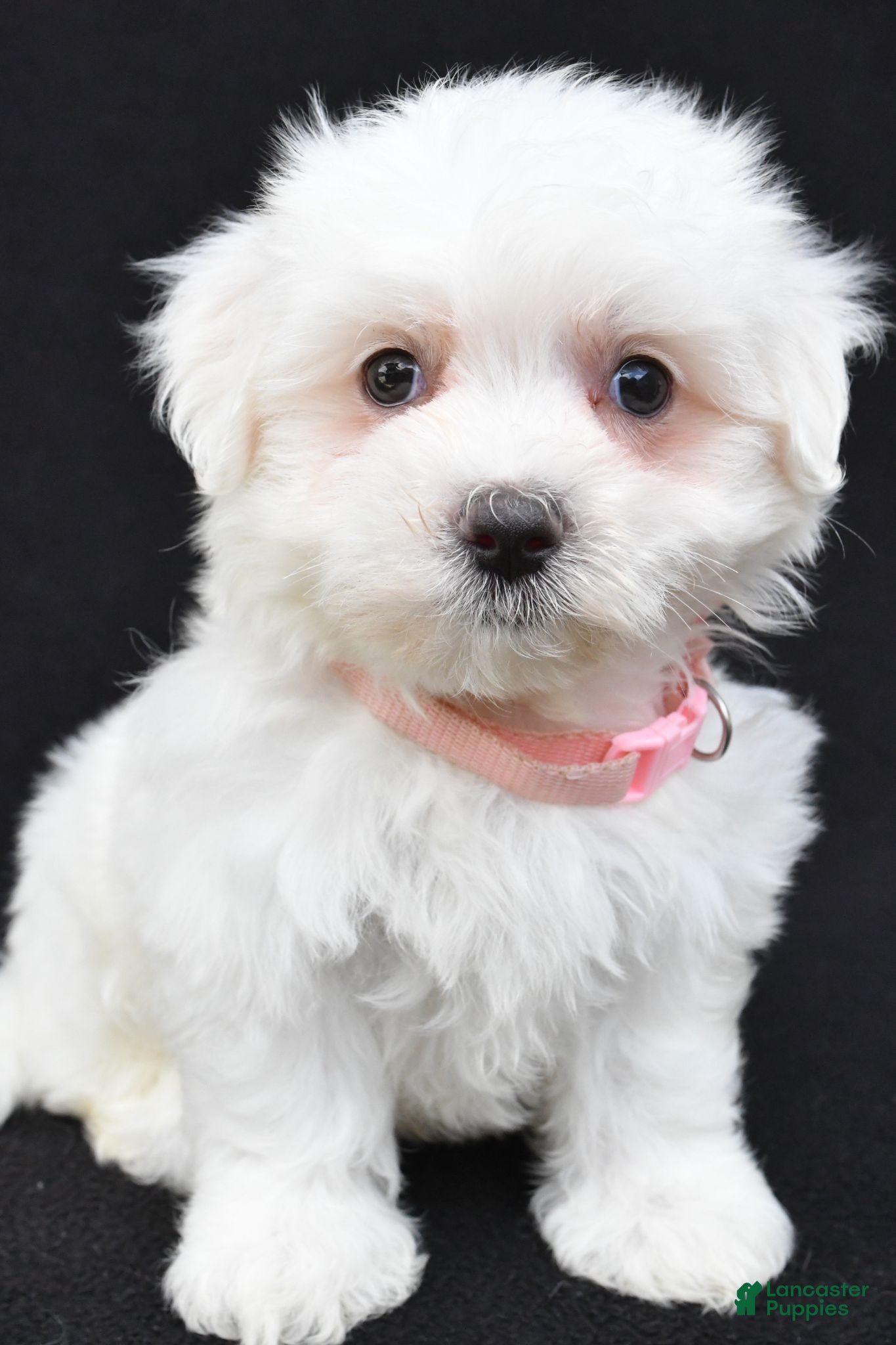 Maltese dogs Tiny - Ad 2