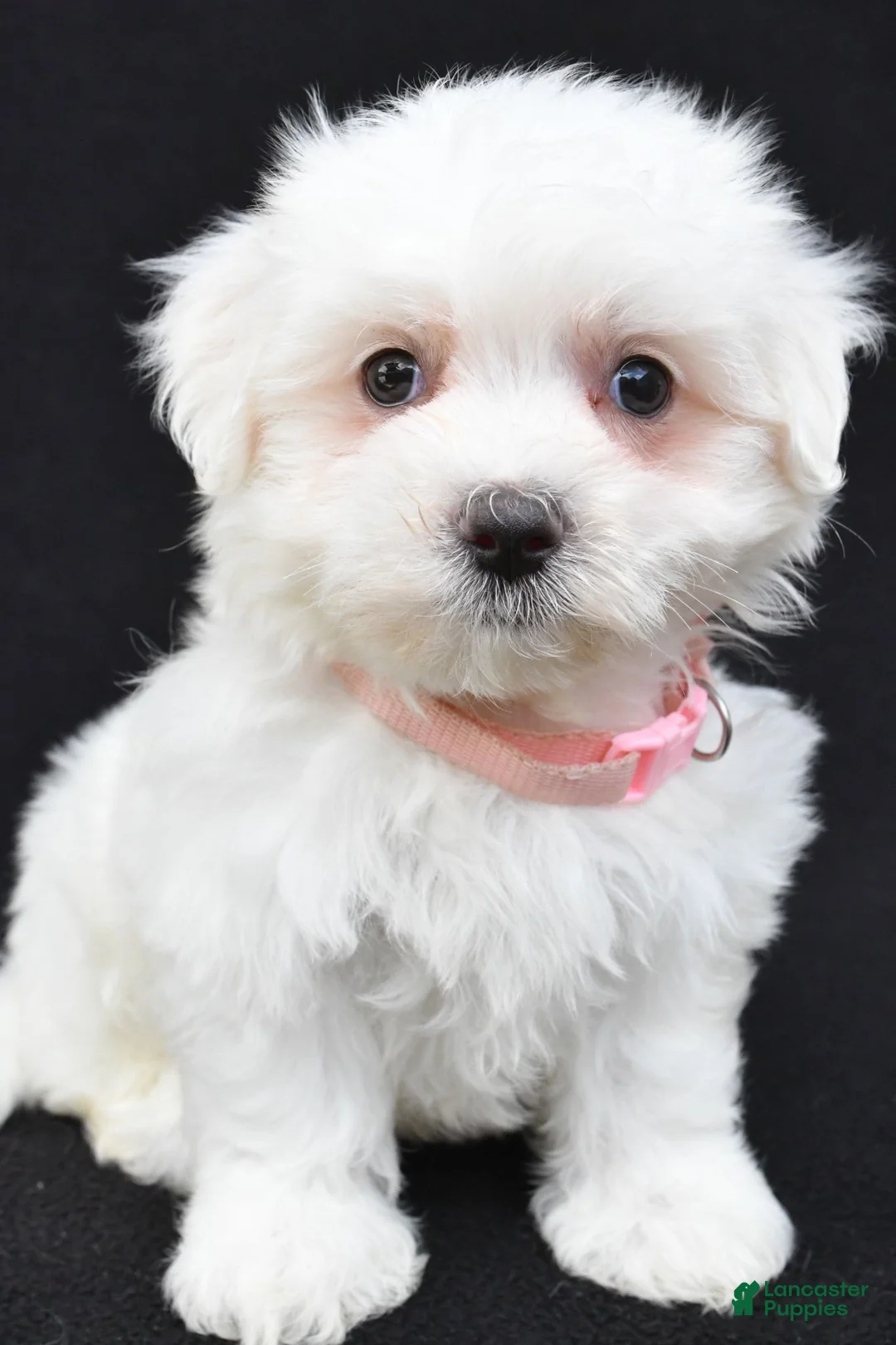 Maltese dogs for sale: Tiny - Ad 2