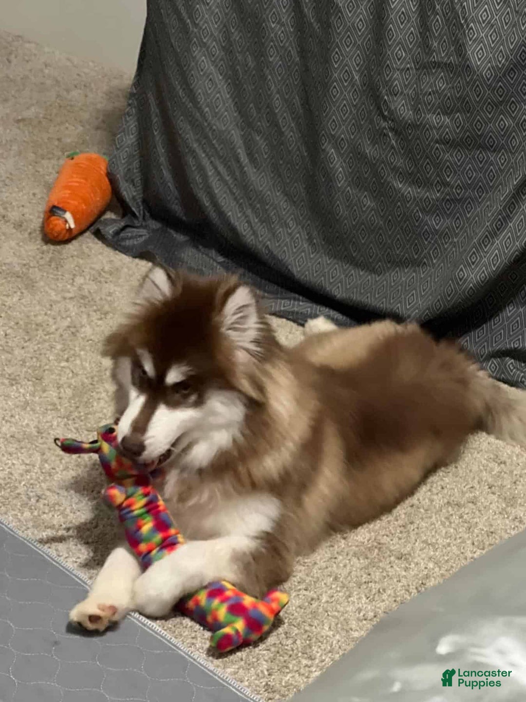 Gallery Image {{count}}