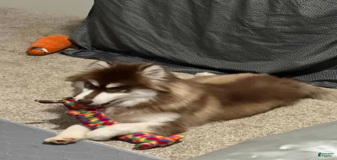 Gallery Image {{count}}