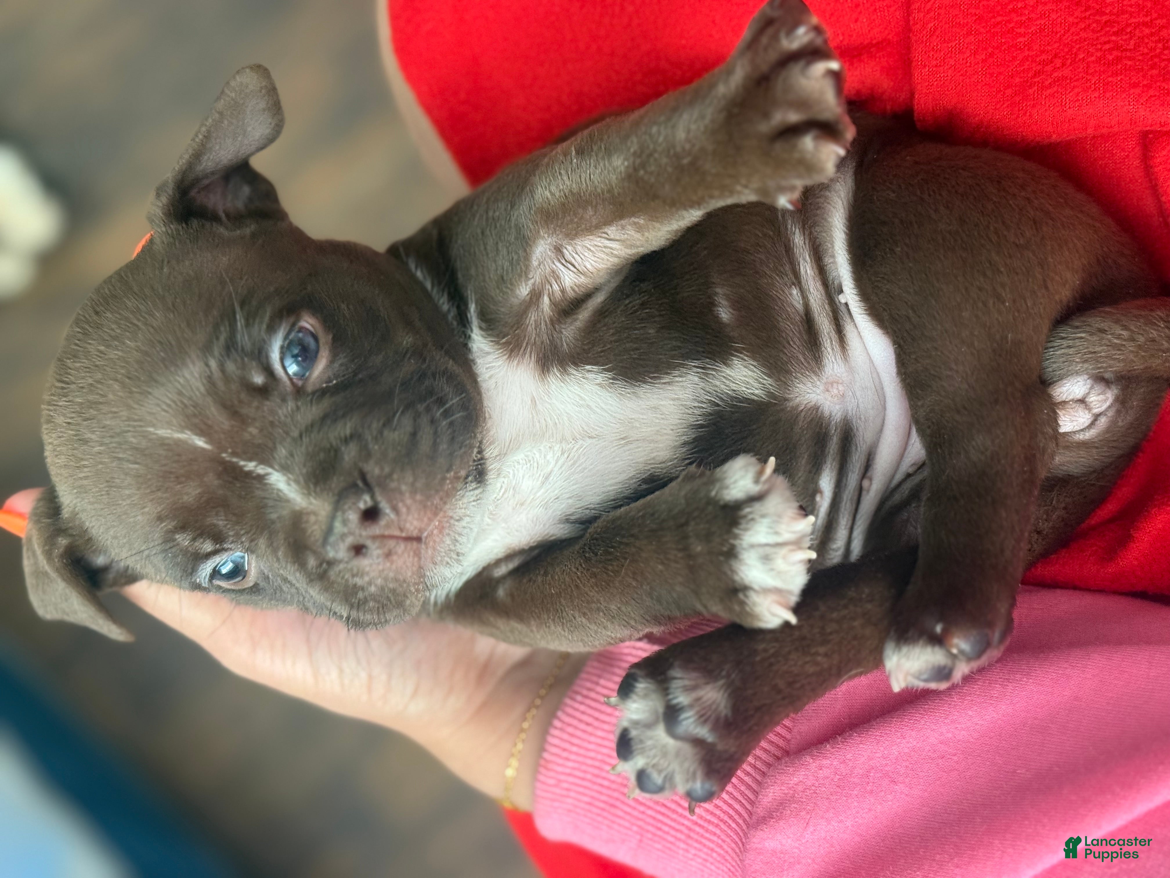 American Bully dogs American Bully Puppy 1 - Ad 2