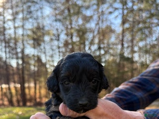 Goldendoodle dogs Goldendoodle Puppy 5 - Ad 27