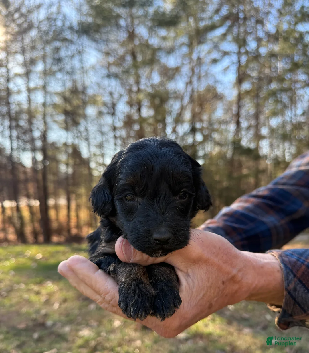 Goldendoodle dogs for sale: Goldendoodle Puppy 5 - Ad 1