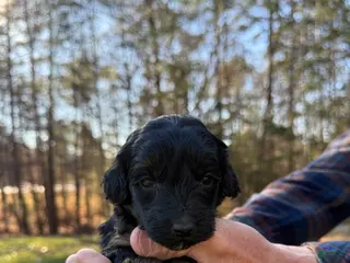 Goldendoodle dogs Goldendoodle Puppy 5 - Ad 9