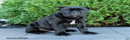 Cane Corso dogs for sale: Legend - Ad 3