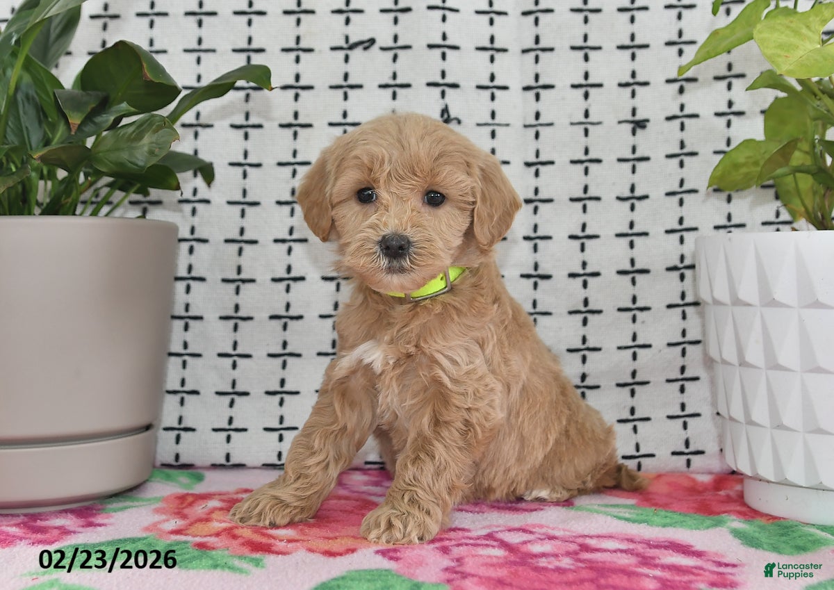 Goldendoodle dogs Reba - Ad 1