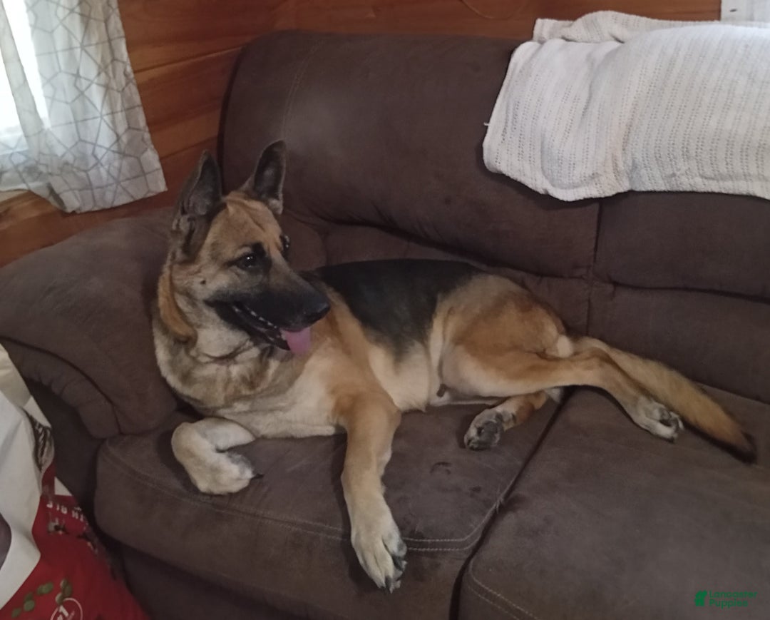 Gallery Image {{count}}