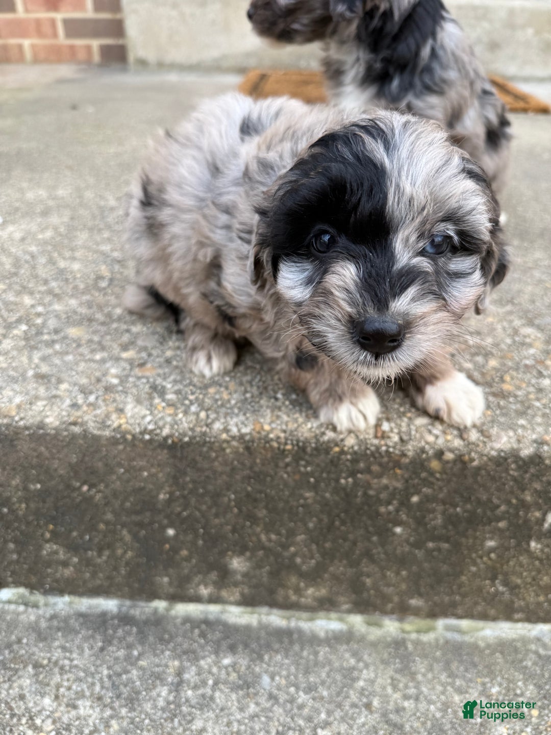 Mini Aussiedoodle dogs for sale: Mini Aussiedoodle Puppy 3 - Ad 2