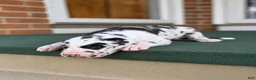 Great Dane dogs for sale: Harley  - Ad 7