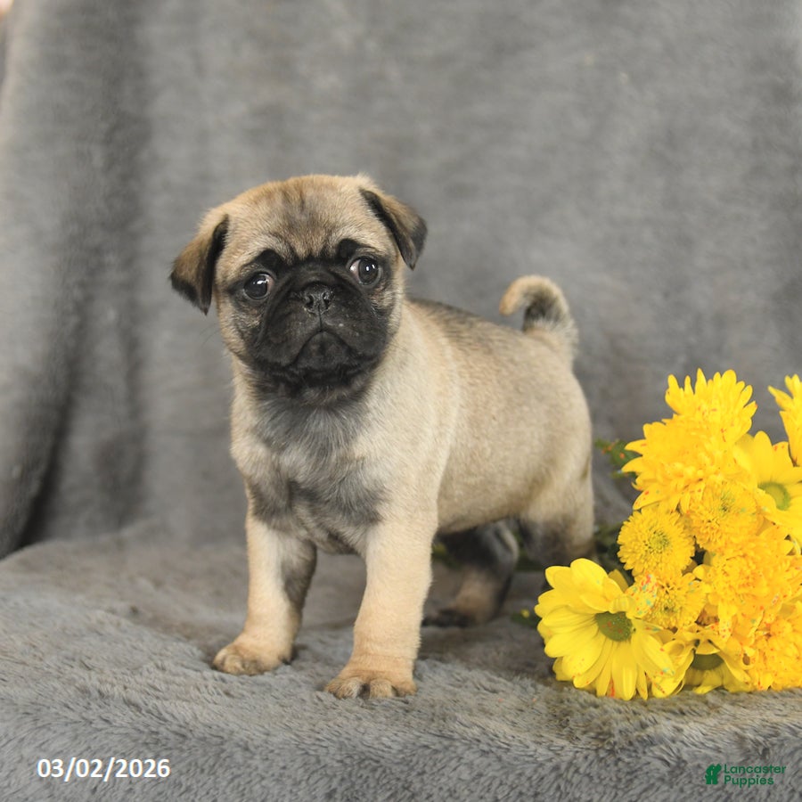Pug dogs Peanut  - Ad 1