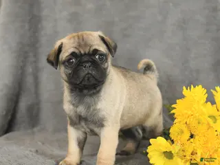 Pug dogs for sale: Peanut - Ad 2