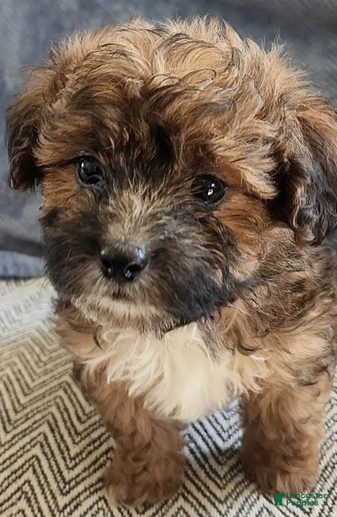 Mixed Breed dogs for sale: Rosie - Ad 8