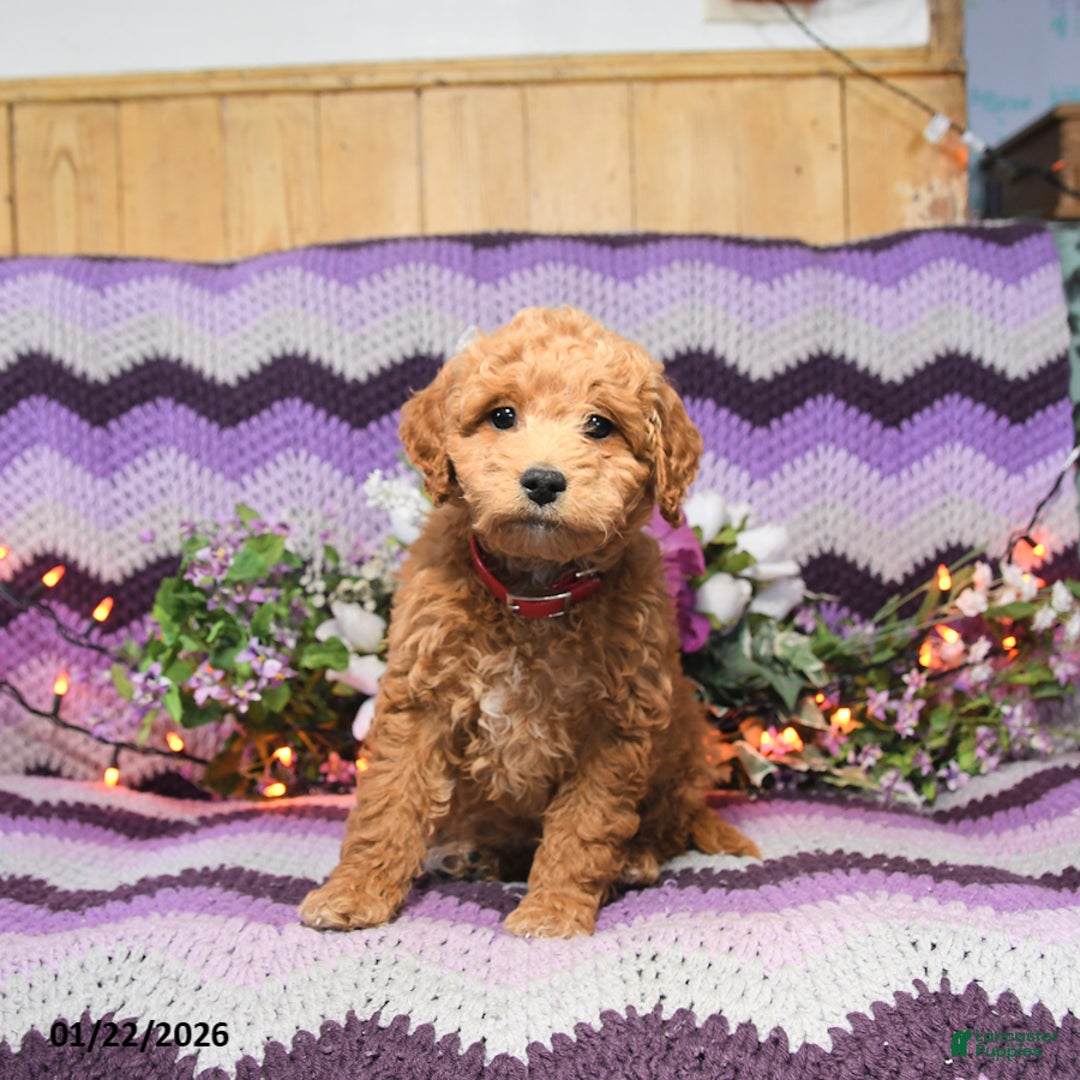 Mini Goldendoodle dogs for sale: Ashley - Ad 2