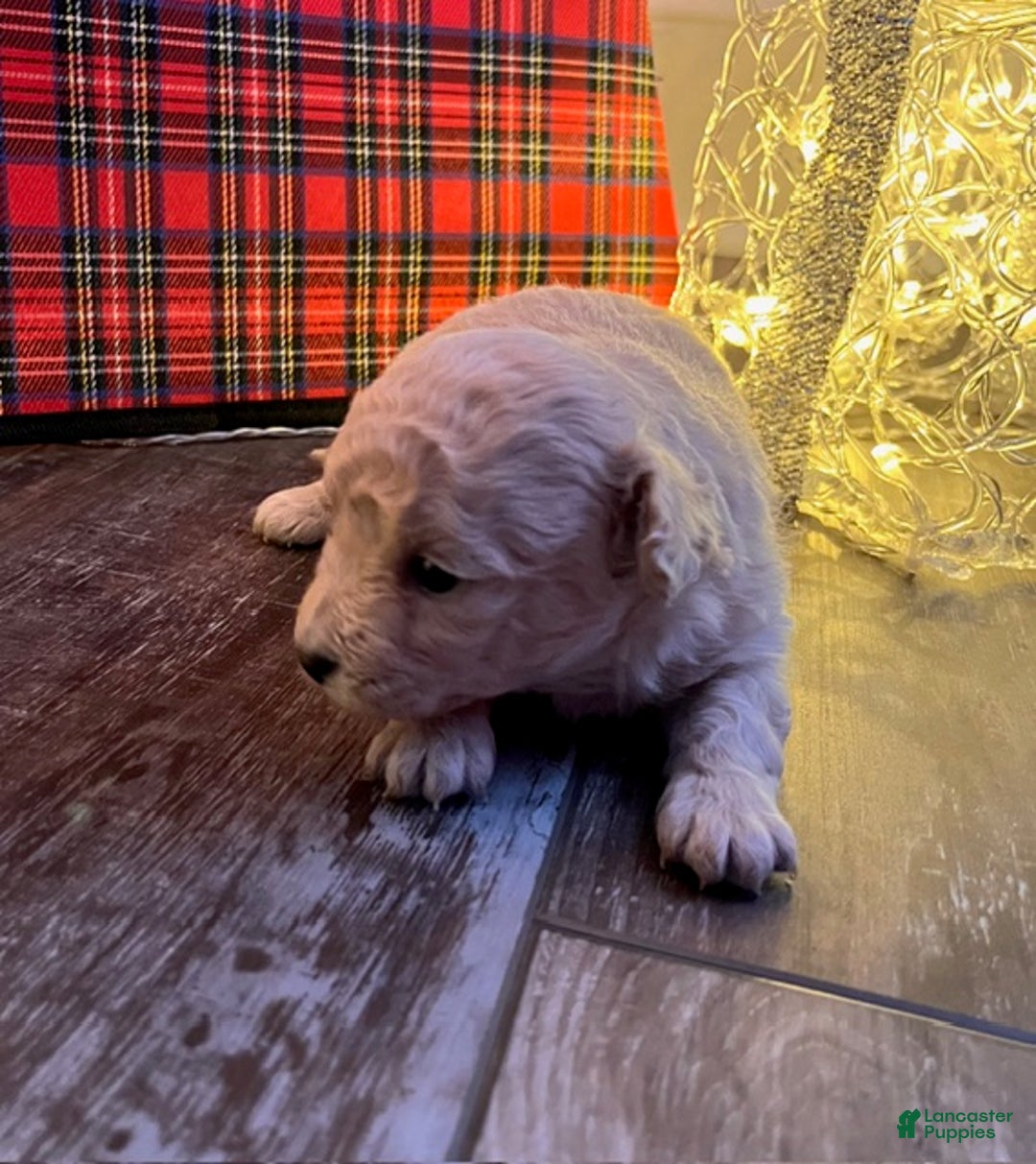 Pomapoo dogs for sale: Betty - Ad 1