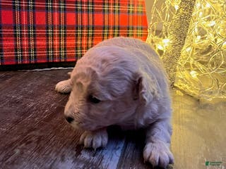 Pomapoo dogs Betty - Ad 25