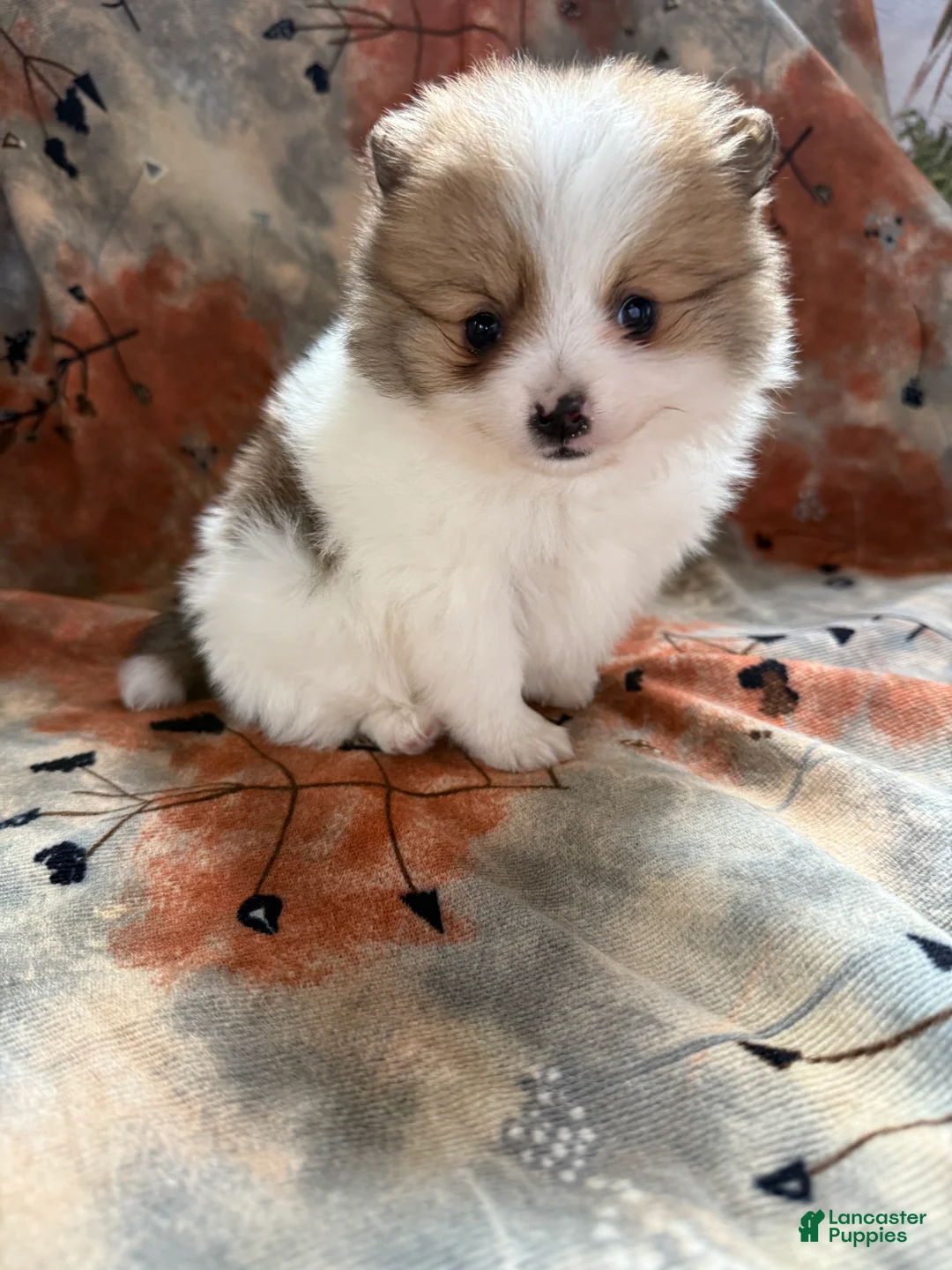 Pomeranian dogs for sale: Caleb - Ad 3