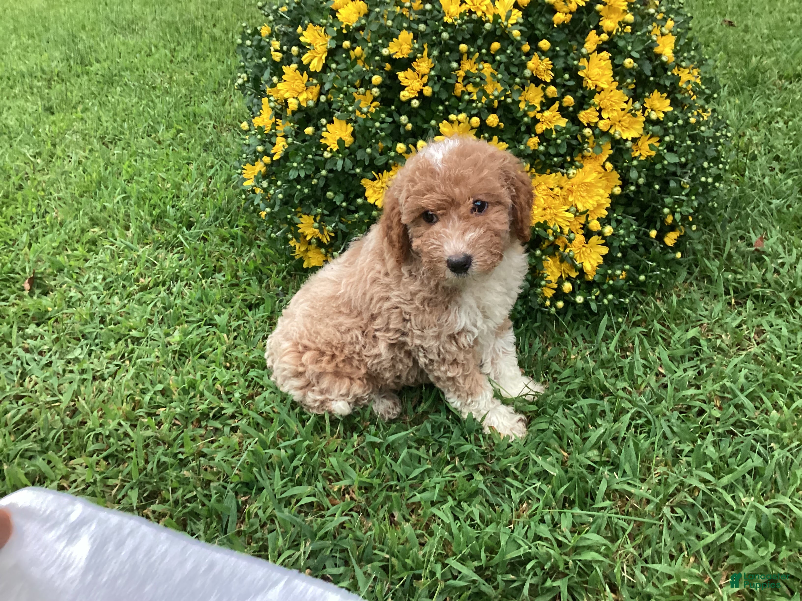 Mini Goldendoodle dogs Rocky - Ad 1