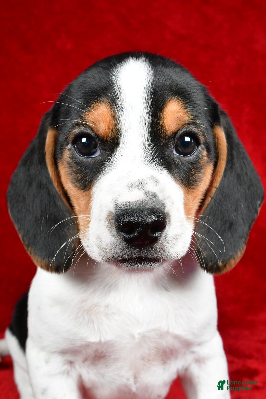 Beagle dogs for sale: Allen - Ad 5