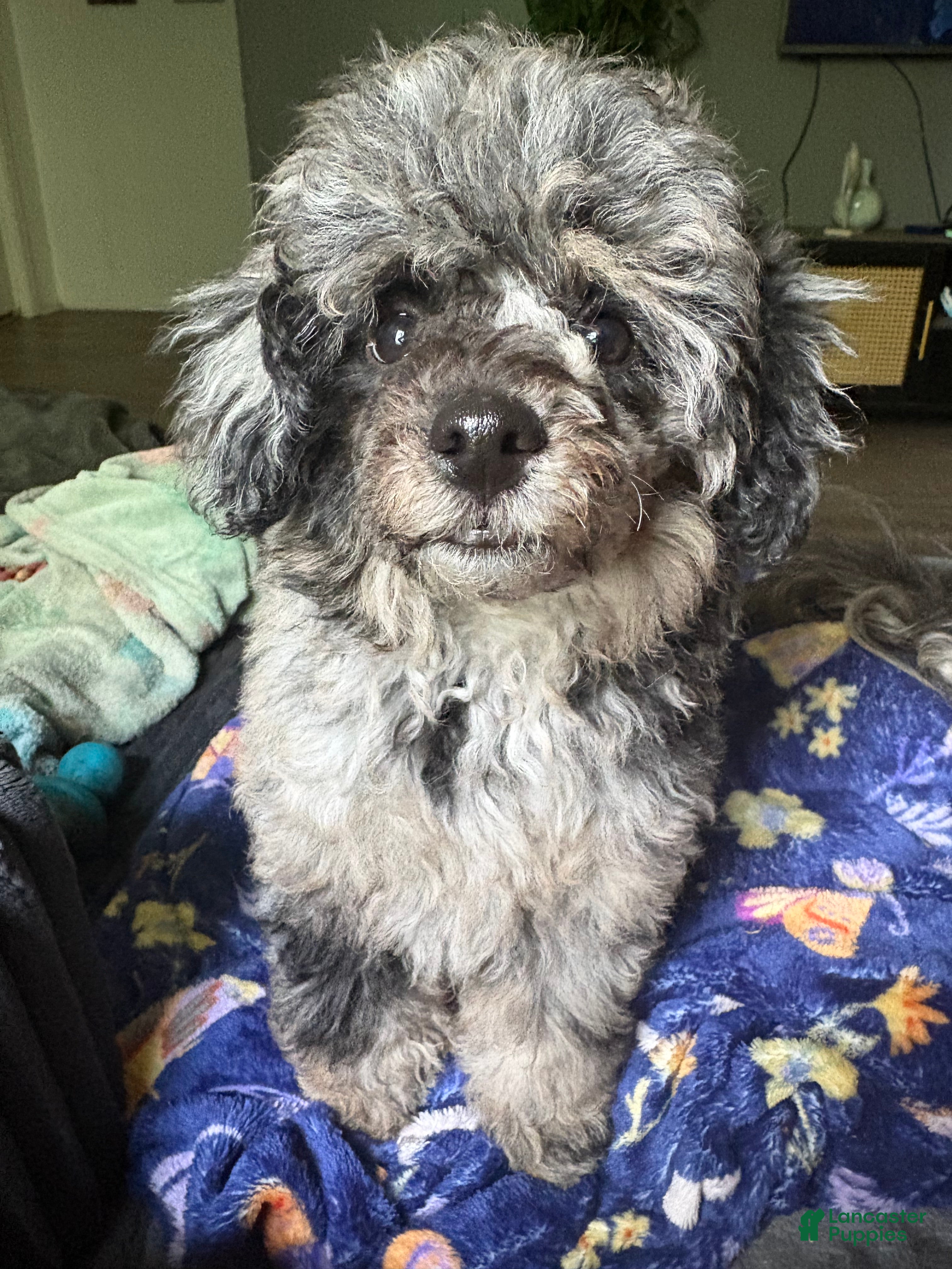 Miniature Poodle dogs PRICE REDUCED  - Ad 18