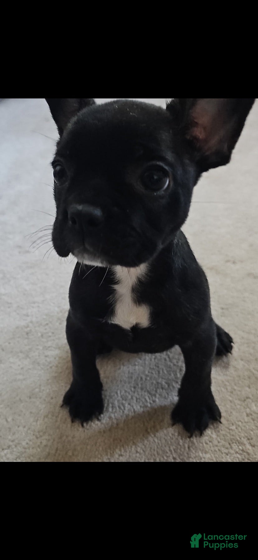 French Bulldog dogs Priscilla - Ad 2