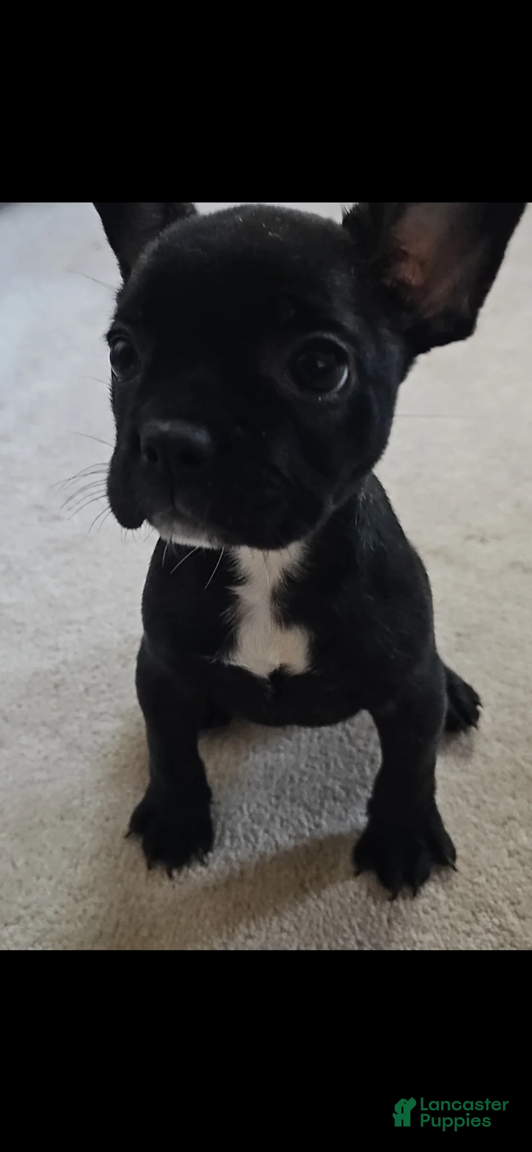 French Bulldog dogs for sale: Priscilla - Ad 2