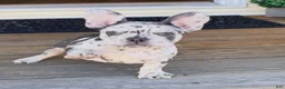 French Bulldog dogs for sale: French Bulldog 1 - Ad 2