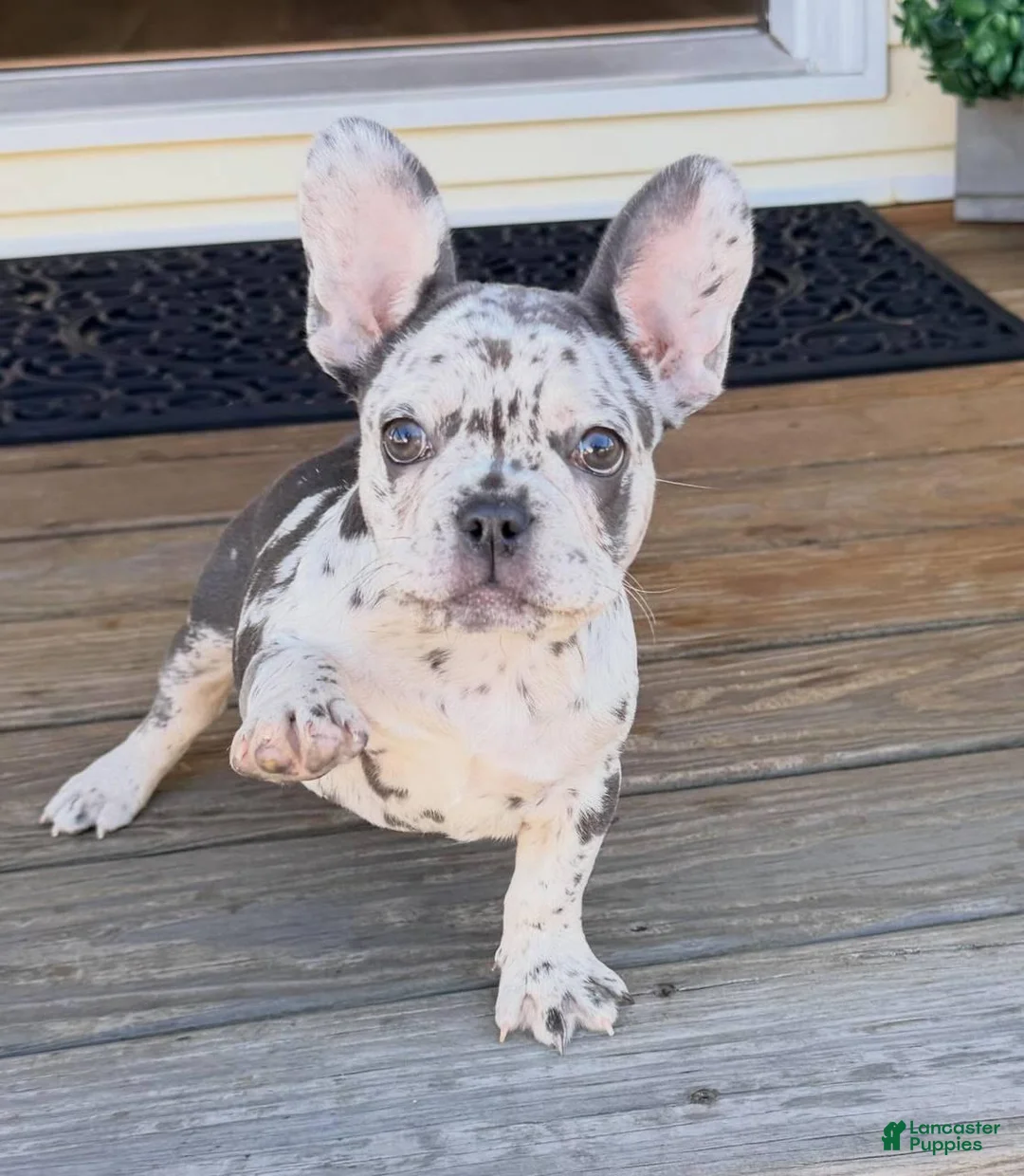 French Bulldog dogs for sale: French Bulldog 1 - Ad 2