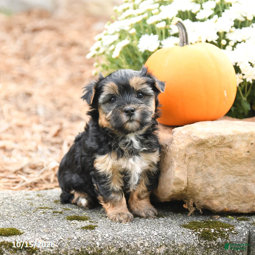 Morkie dogs for sale: Donna - Ad 1