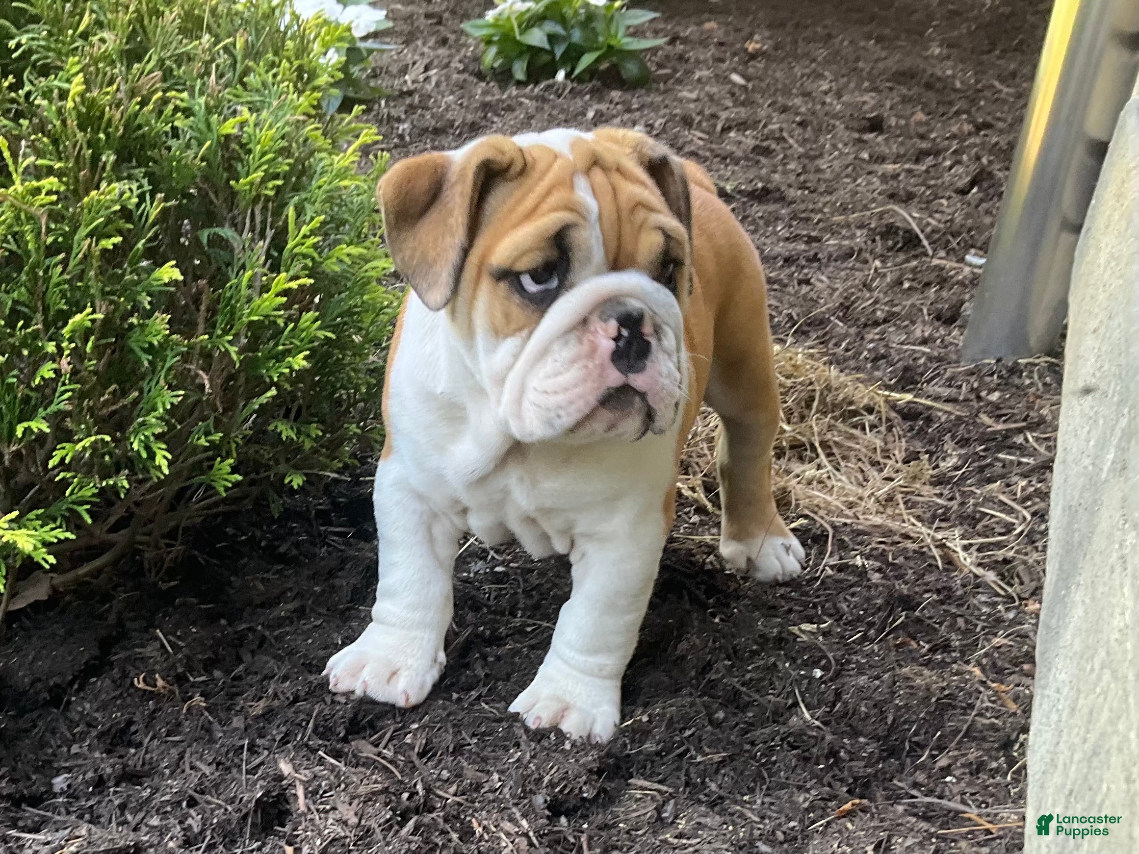 English Bulldog dogs Violet - Ad 1