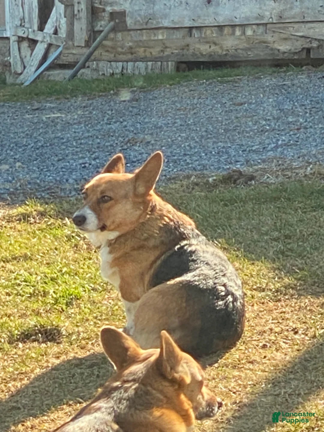Welsh Corgi Pembroke dogs for sale: Lilo - hot pink - Ad 11