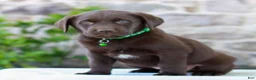Labrador Retriever dogs for sale: Tyler - Ad 2