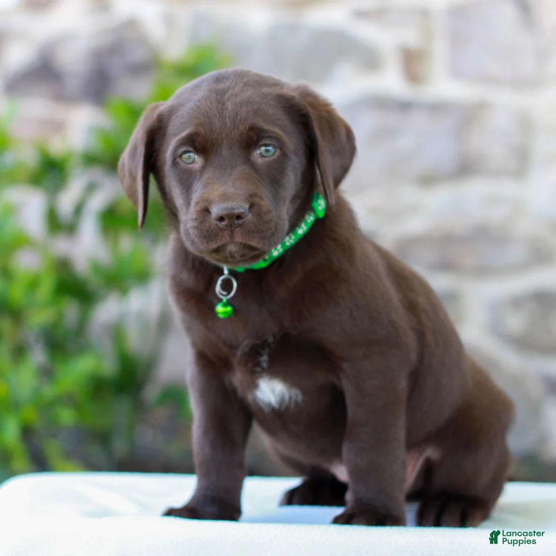 Labrador Retriever dogs for sale: Tyler - Ad 2
