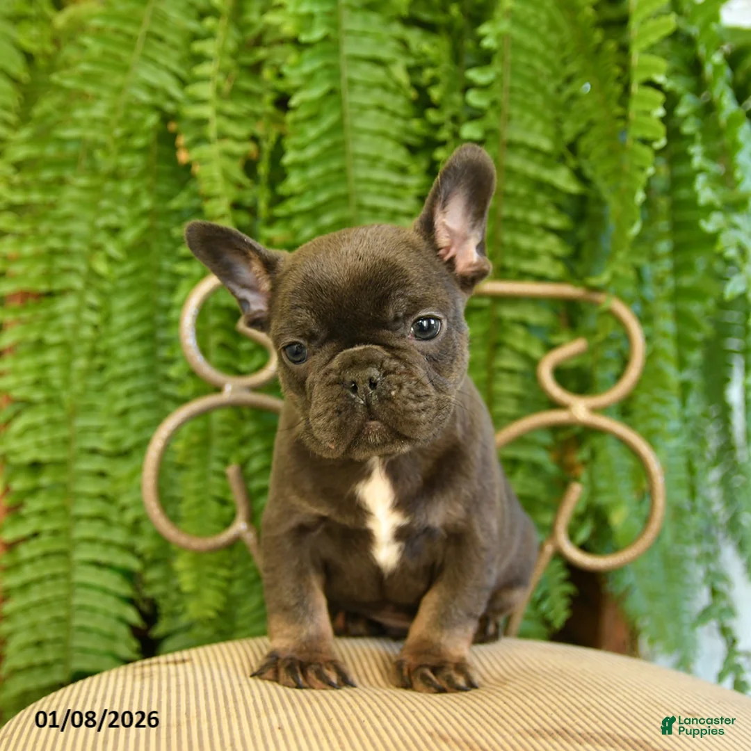 French Bulldog dogs for sale: Texas - Ad 15
