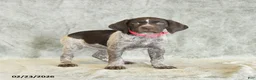 German Shorthaired Pointer dogs for sale: Beulah - Ad 4