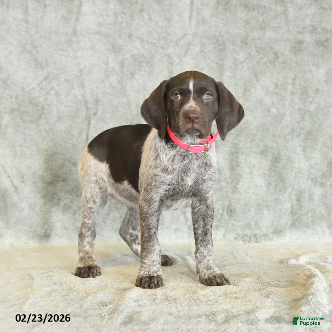 German Shorthaired Pointer dogs for sale: Beulah - Ad 4