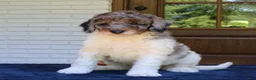 Mini Bernedoodle dogs for sale: Milo  - Ad 1