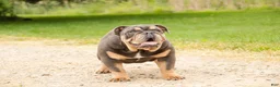 English Bulldog dogs for sale: Xena - Ad 9