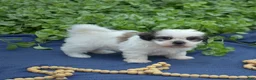 Shih Tzu dogs for sale: Cocoa  - Ad 3