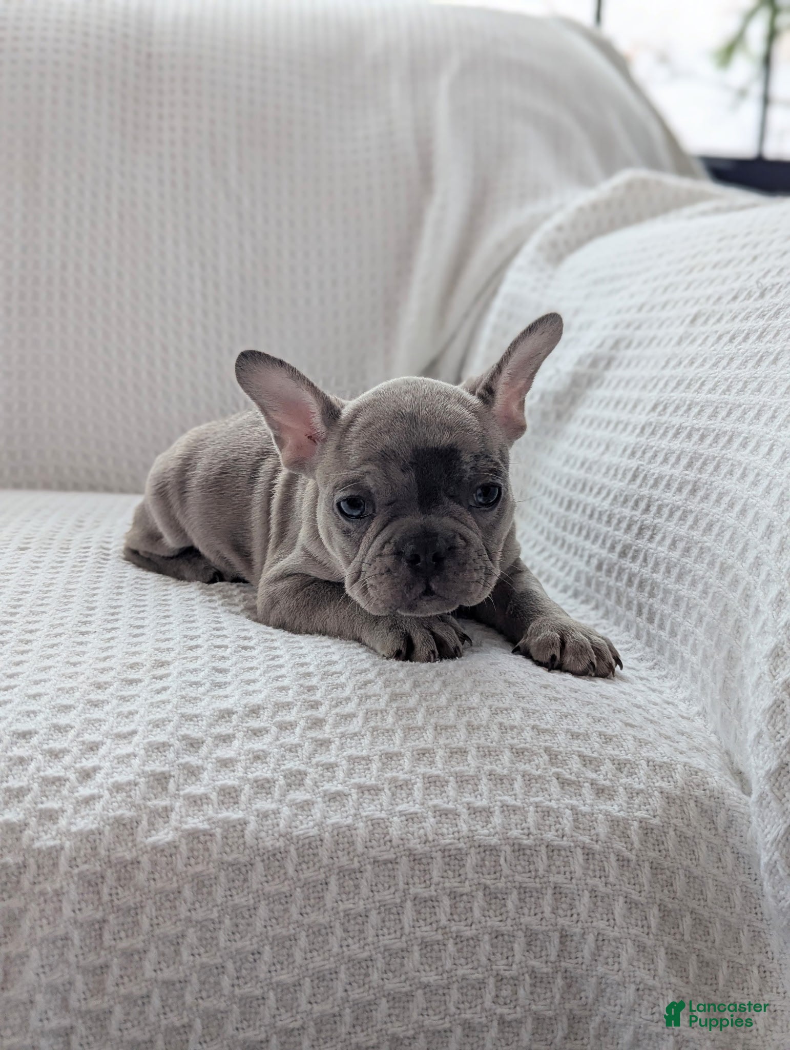 French Bulldog dogs Marble  - Ad 2