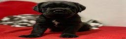 Cane Corso dogs for sale: Titan - Ad 1