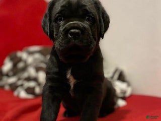 Cane Corso dogs Titan - Ad 5