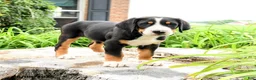 Greater Swiss Mountain Dog dogs for sale: Johann - Ad 1