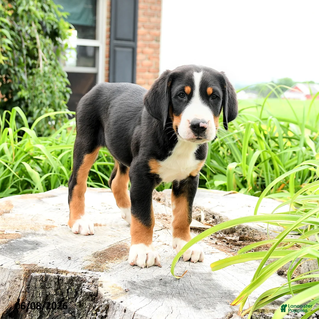Greater Swiss Mountain Dog dogs for sale: Johann - Ad 1