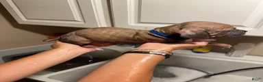 Mixed Breed 4