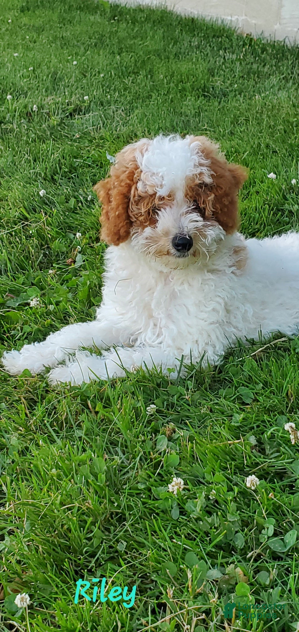 Toy Poodle dogs Riley - Ad 2