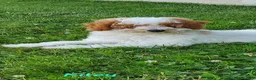 Toy Poodle dogs for sale: Riley - Ad 9