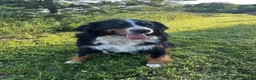 Bernese Mountain Dog dogs for sale: Pink Collar Girl - Ad 9