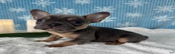 French Bulldog dogs for sale: Bentley - Ad 4