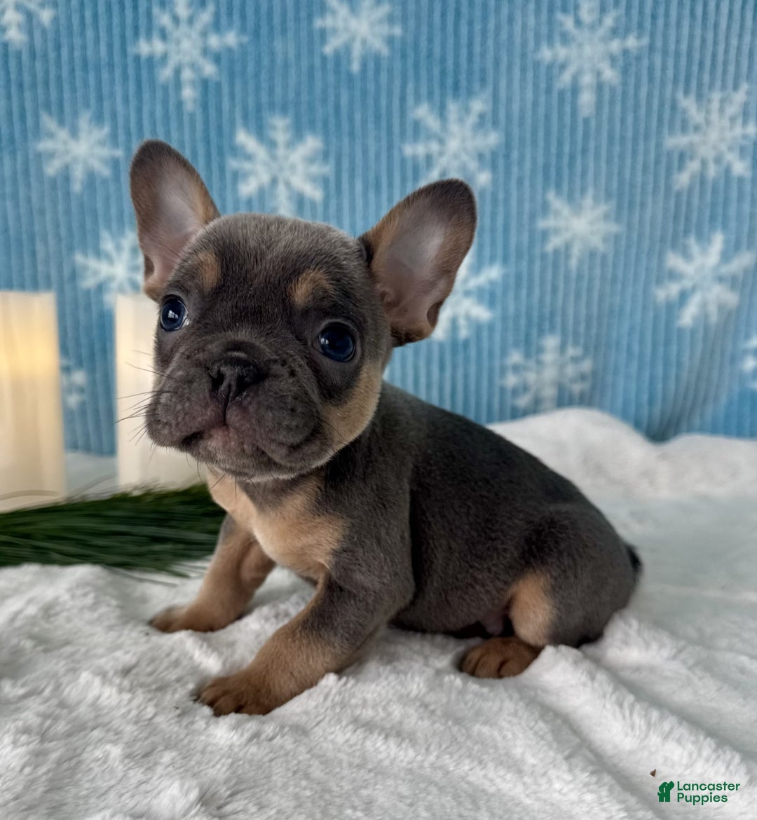 French Bulldog dogs for sale: Bentley - Ad 4